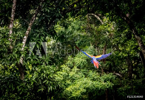 Bild på Scarlet Macaw Flying - Copan Honduras